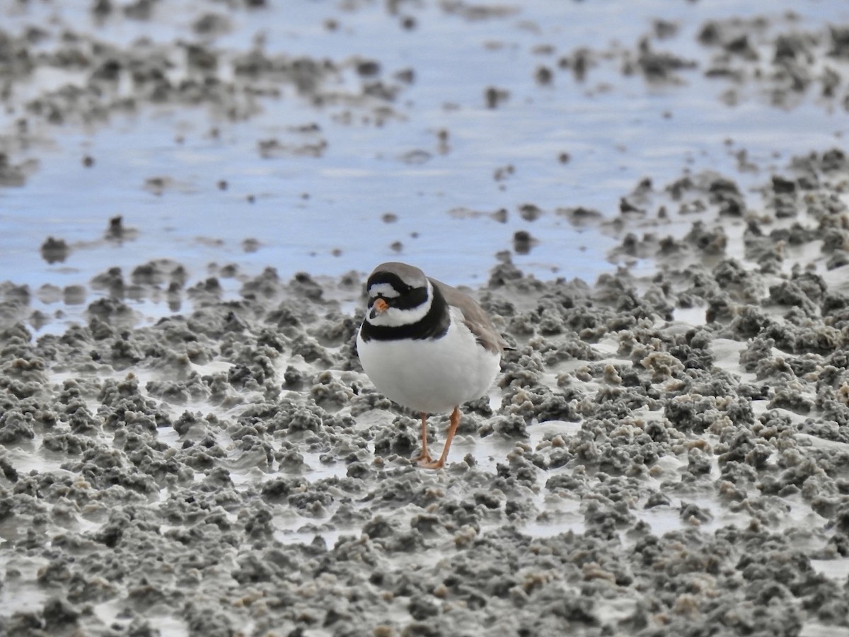 Common Ringed Plover - ML620580831