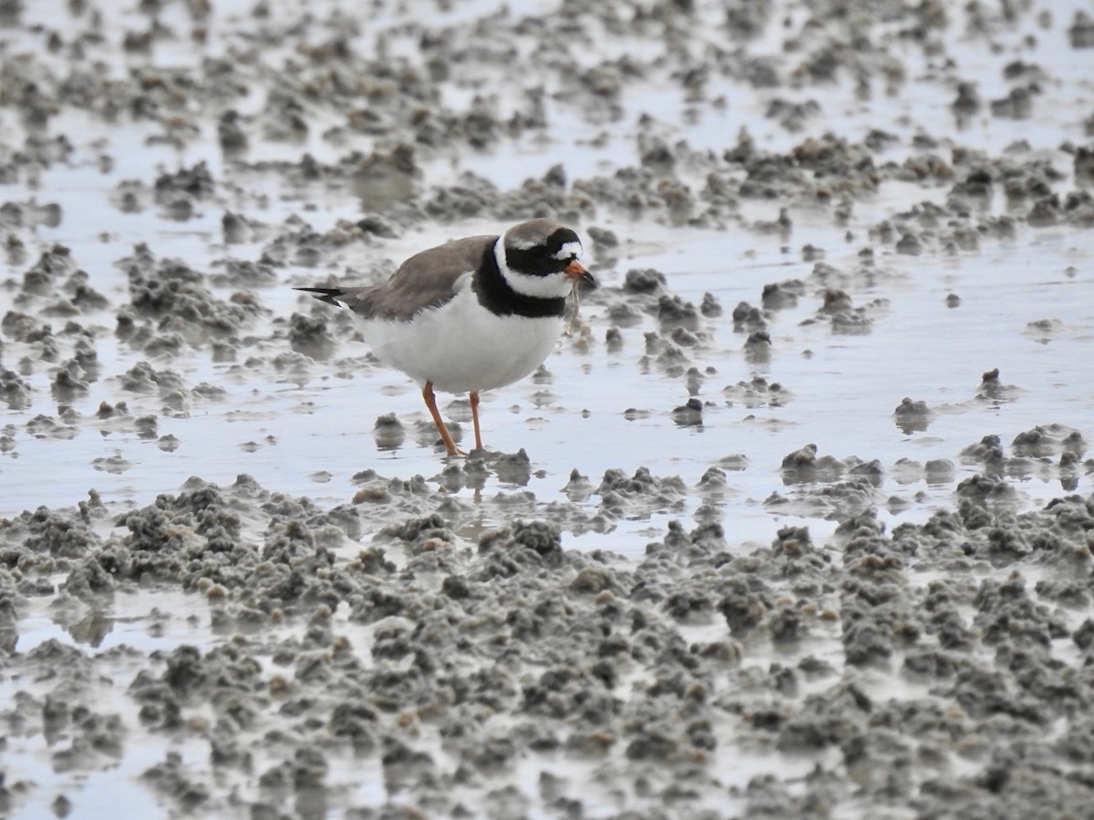 Common Ringed Plover - ML620580832