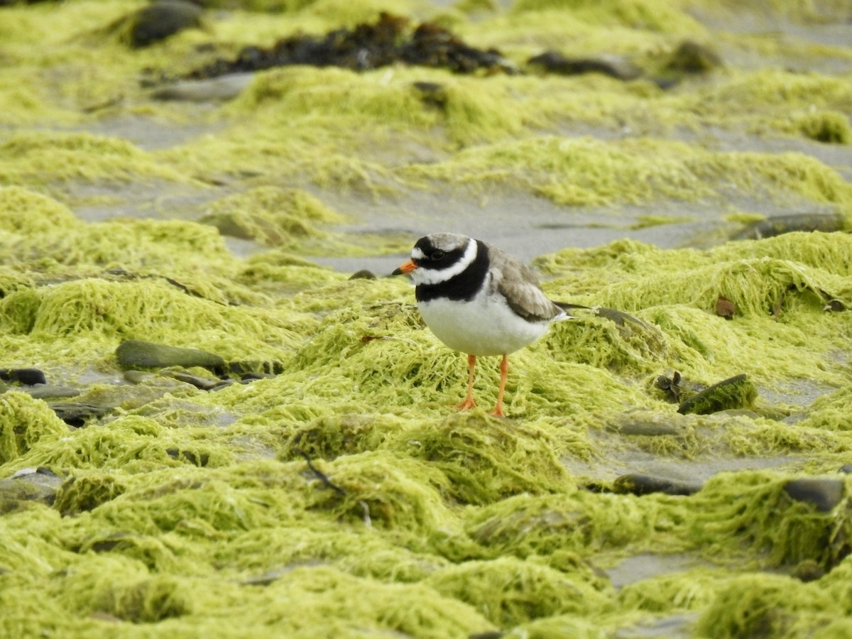 Common Ringed Plover - ML620580833