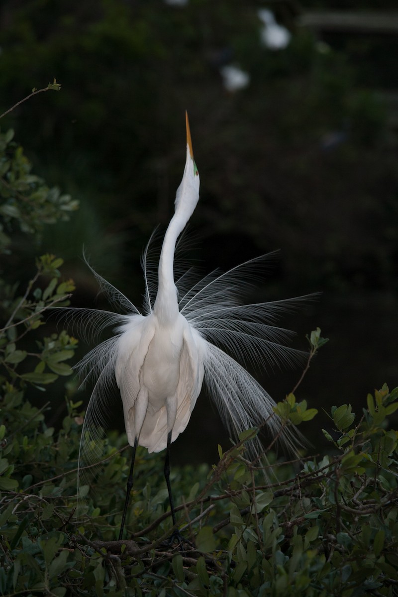 Great Egret - ML620580834