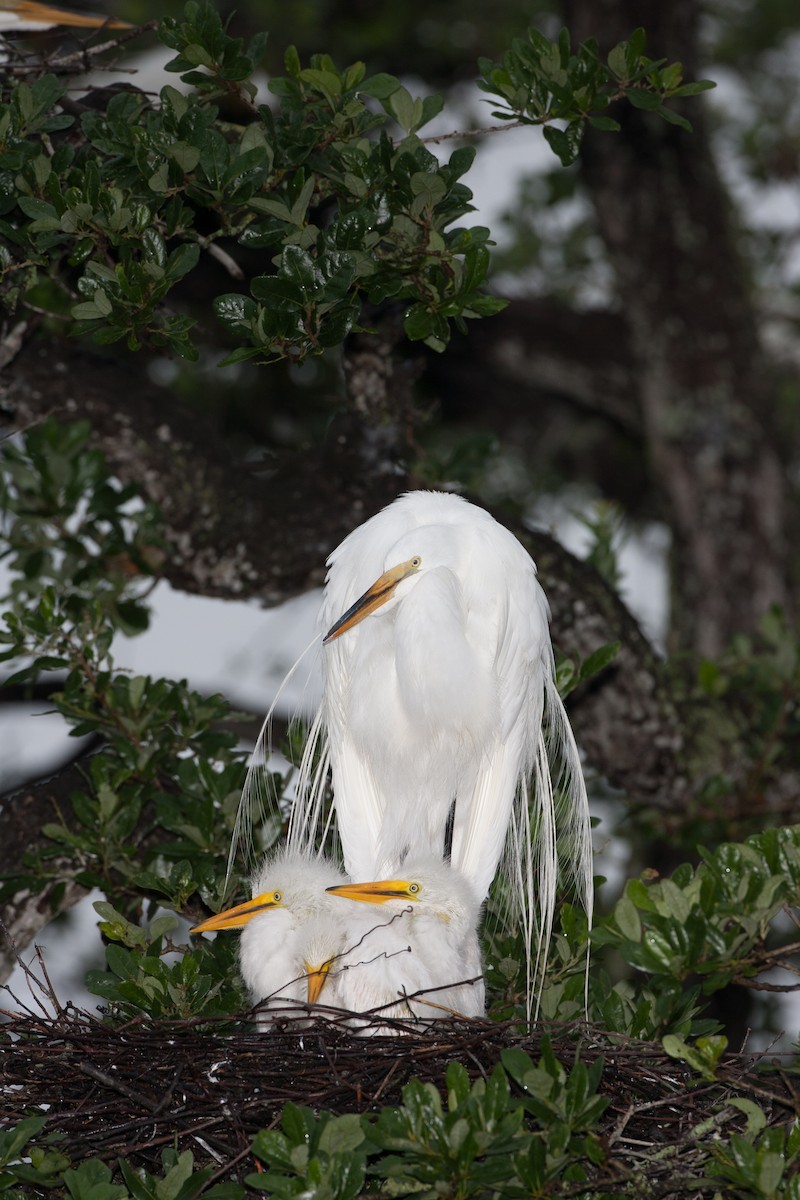 Great Egret - ML620580835