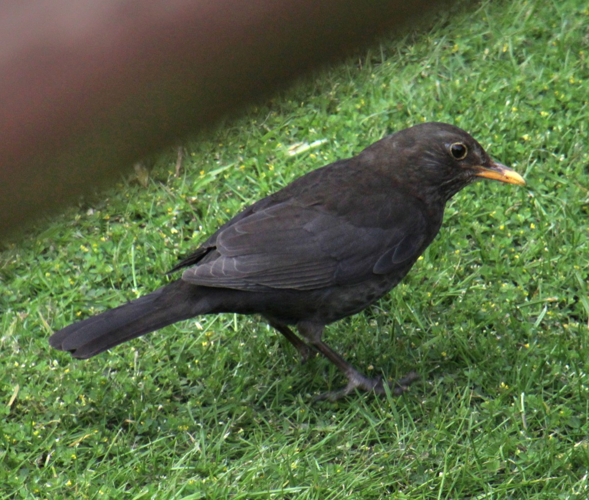 Eurasian Blackbird - ML620580837