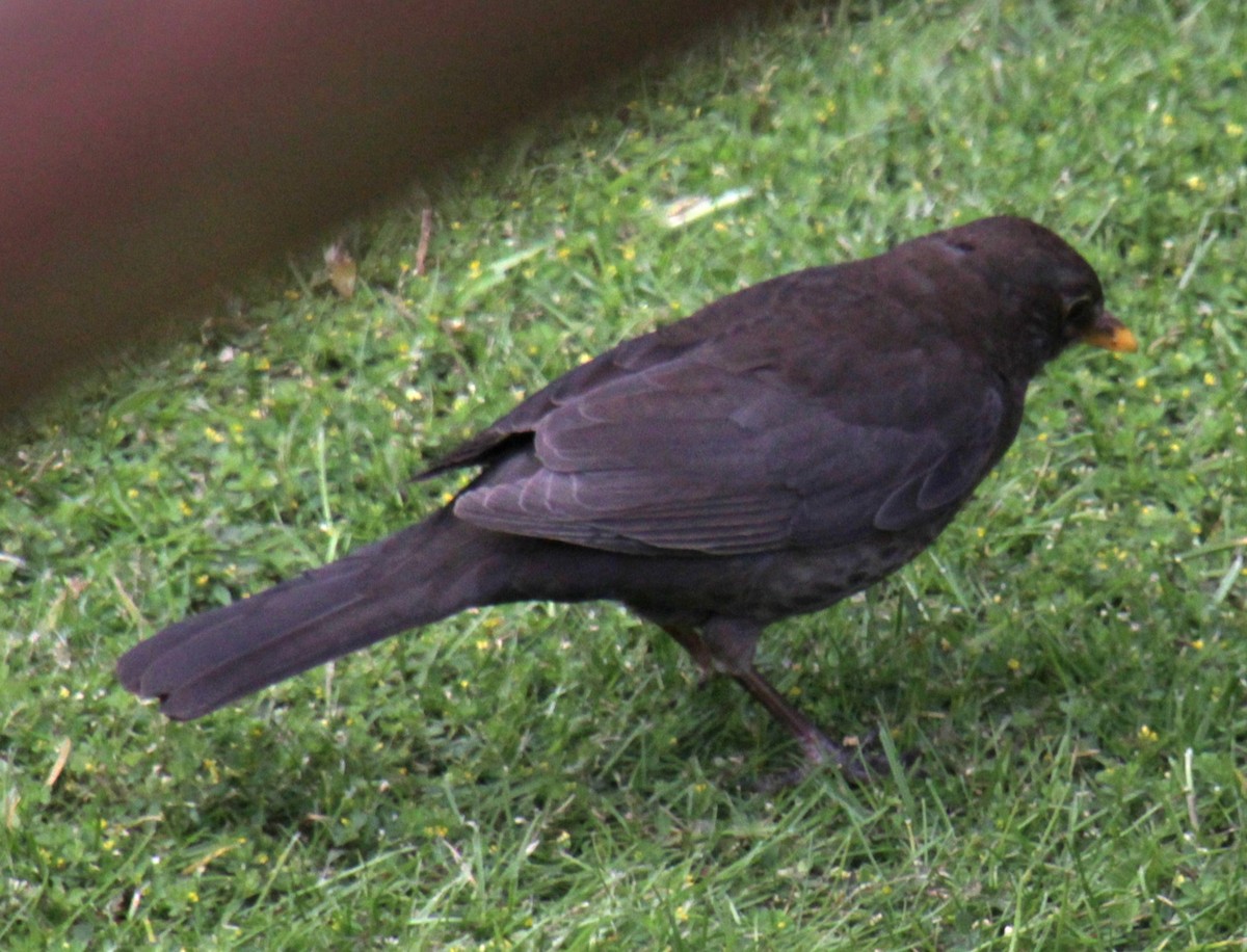 Eurasian Blackbird - ML620580838