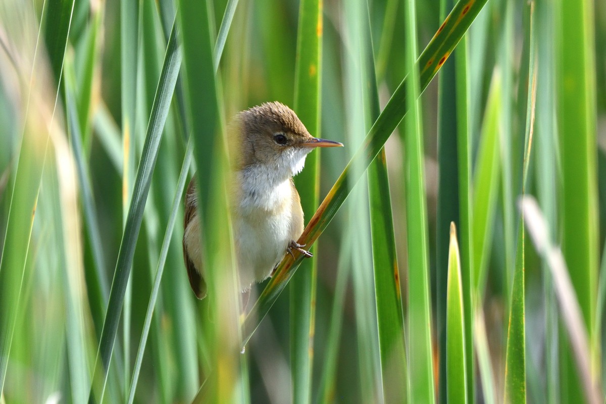 Common Reed Warbler - ML620580850