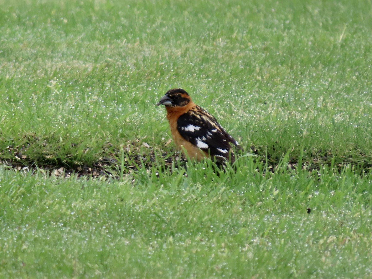 Black-headed Grosbeak - ML620580851