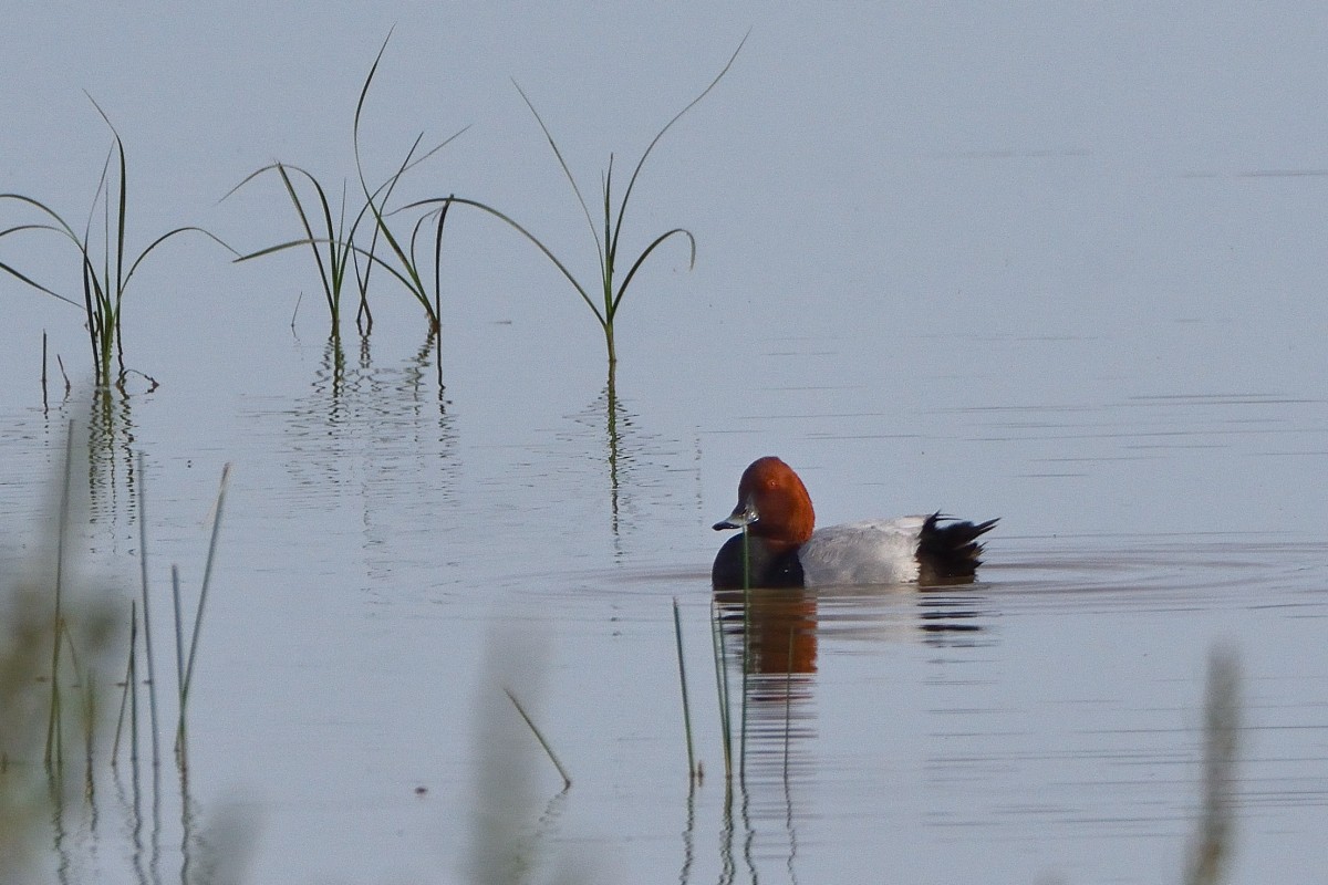 Common Pochard - ML620580853