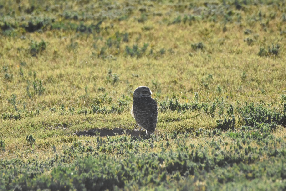 Burrowing Owl - ML620580862