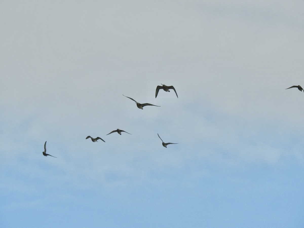 Red Knot - ML620580866