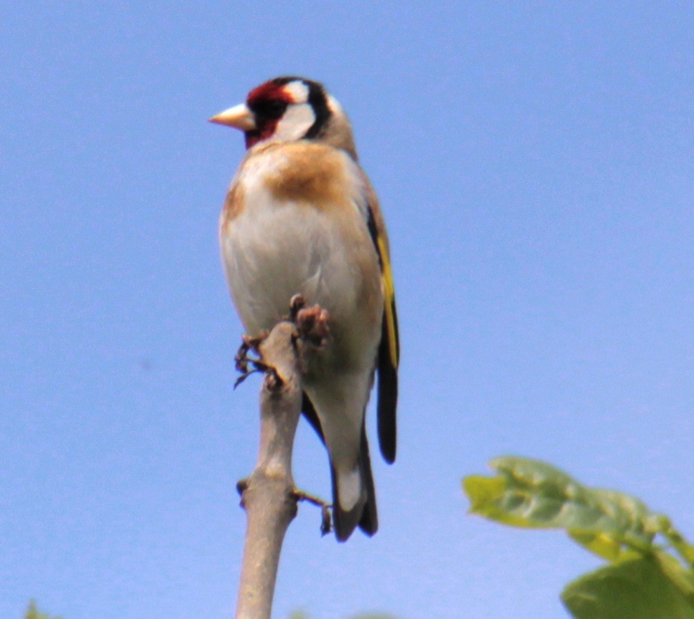 ゴシキヒワ（carduelis グループ） - ML620580868