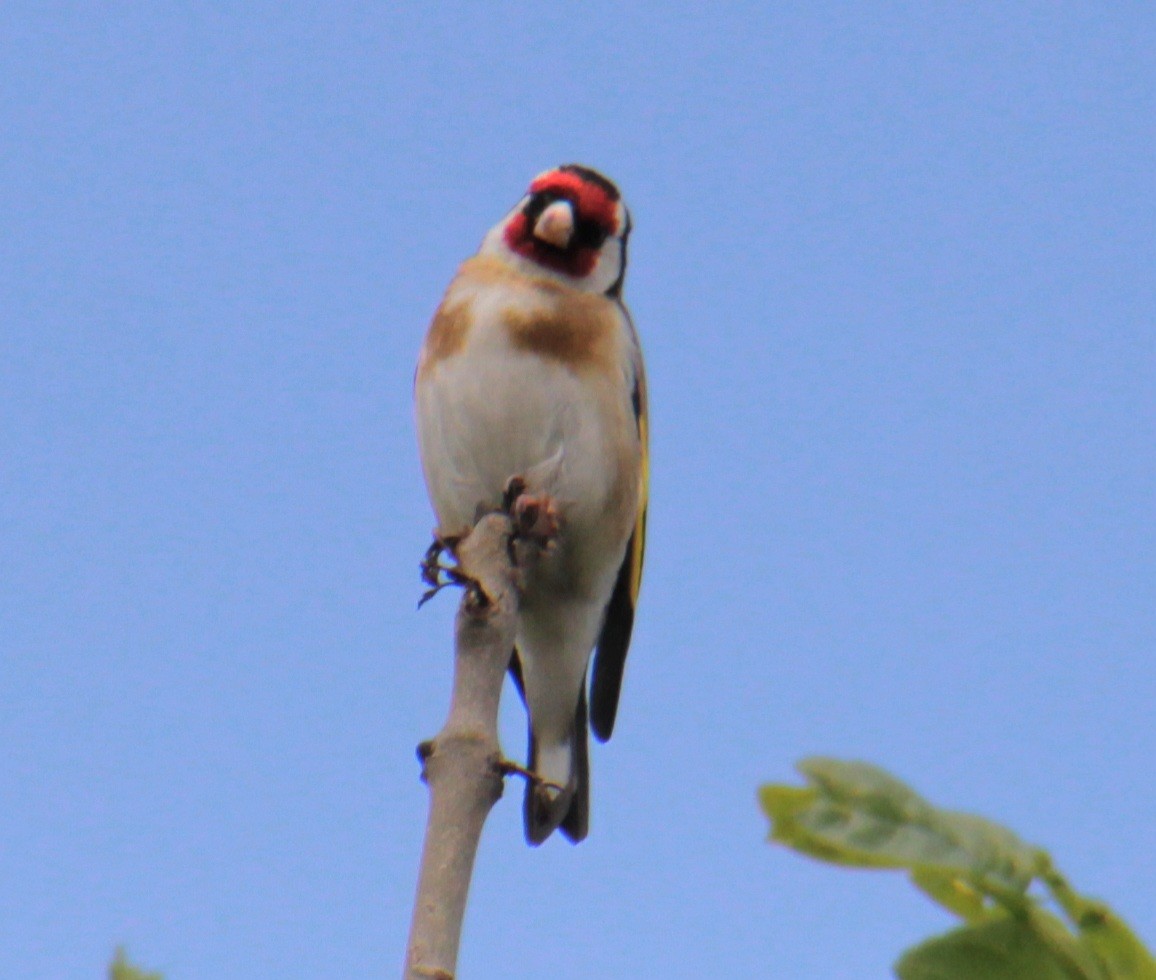 ゴシキヒワ（carduelis グループ） - ML620580869