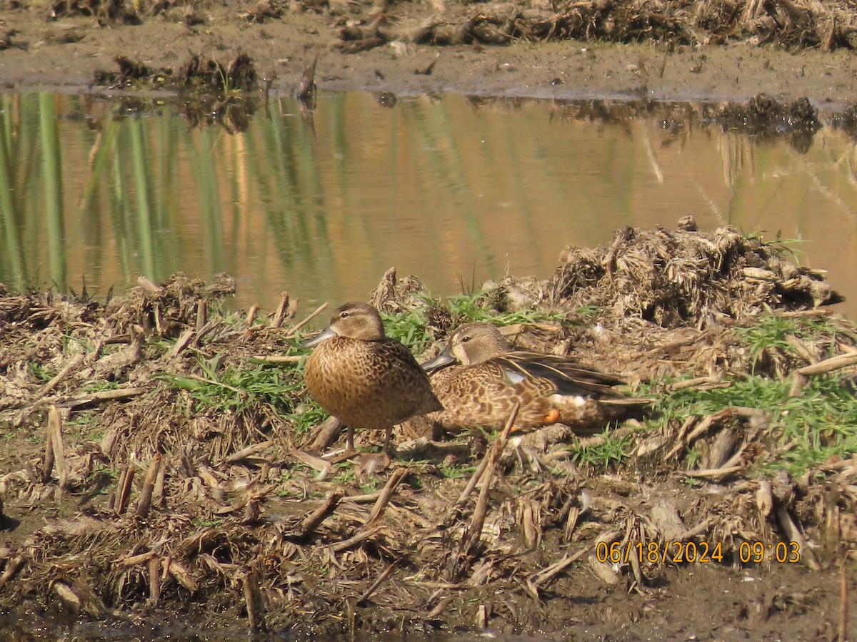 Blue-winged Teal - ML620580870