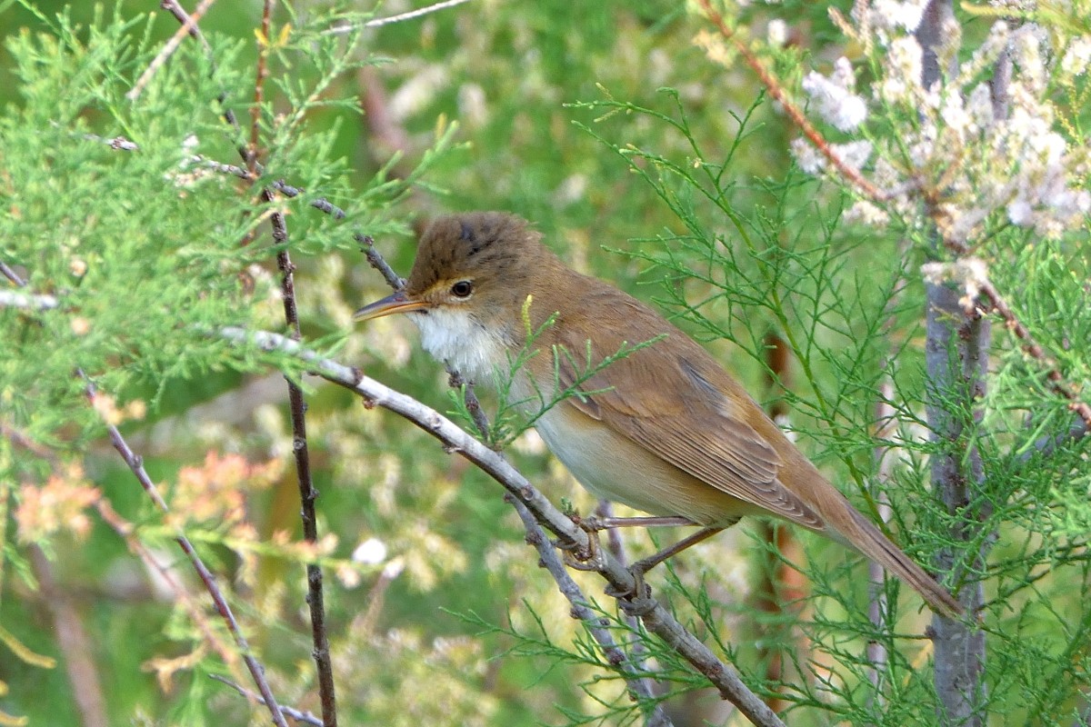 Common Reed Warbler - ML620580871