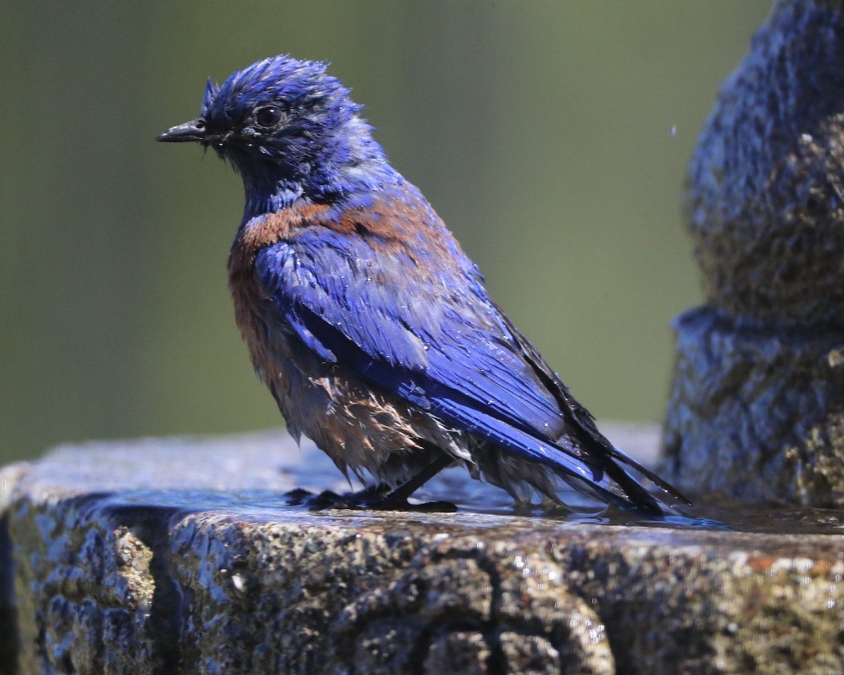 Western Bluebird - ML620580872