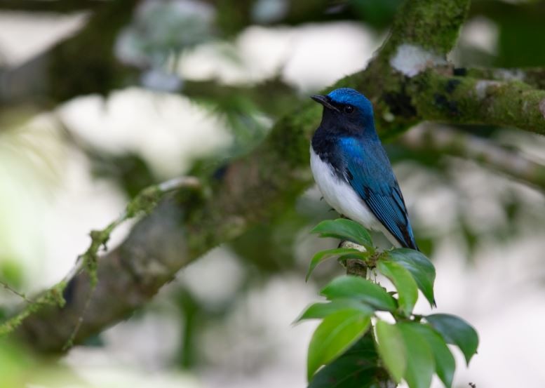 Blue-and-white Flycatcher - ML620580885