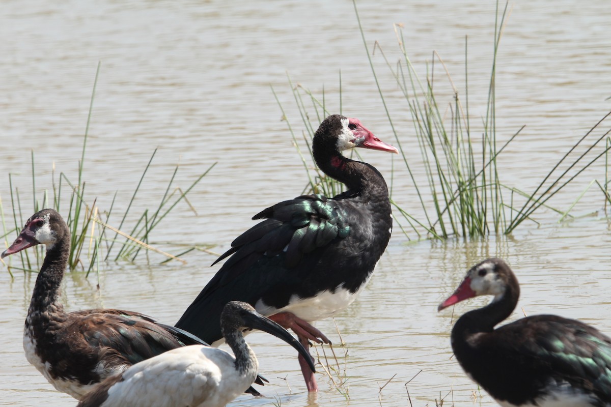 Spur-winged Goose - ML620580887
