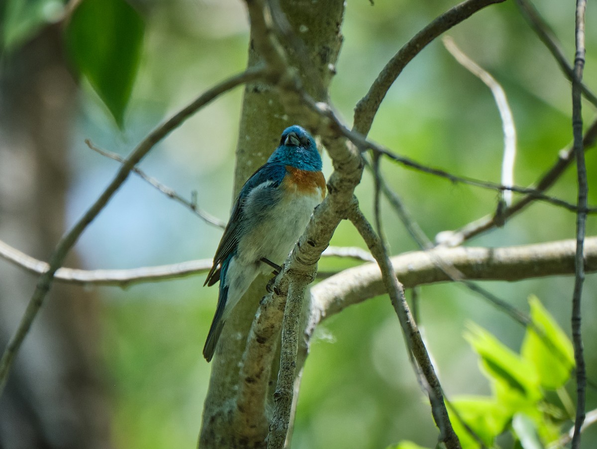 Lazuli Bunting - ML620580900