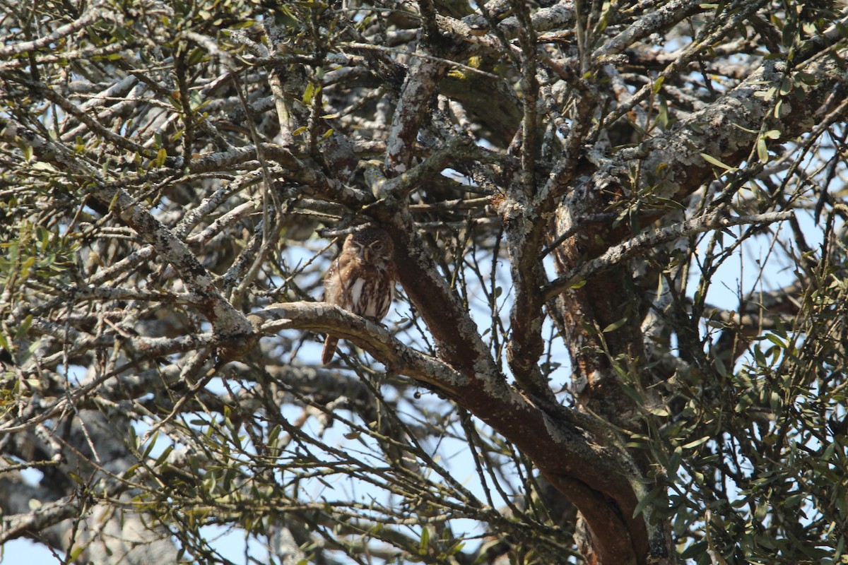 Pearl-spotted Owlet - ML620580905