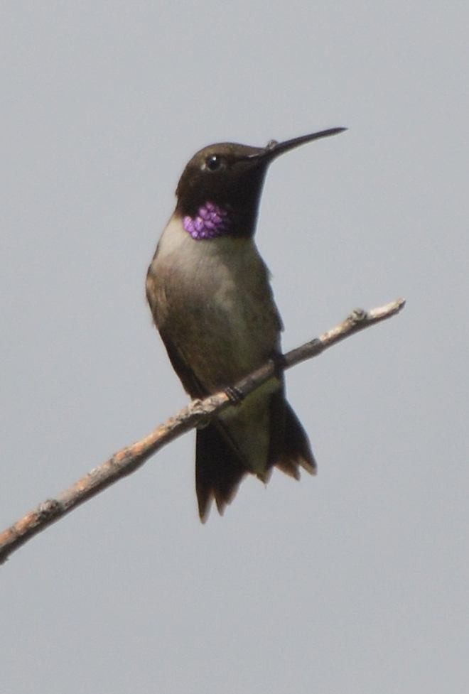 Colibrí Gorjinegro - ML620580908