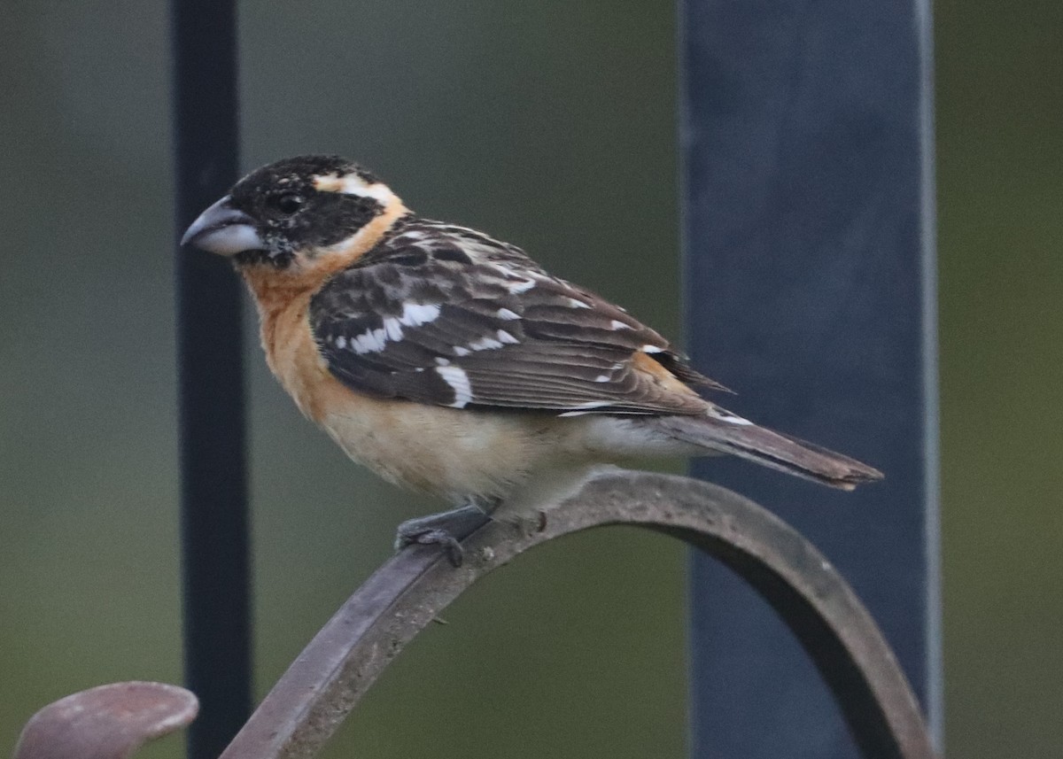 Black-headed Grosbeak - ML620580912