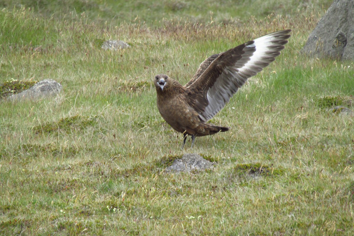 Great Skua - ML620580913