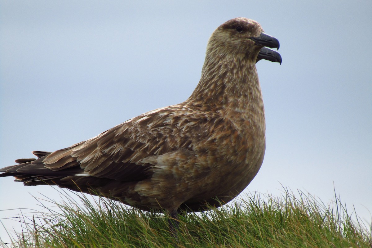 Great Skua - ML620580914