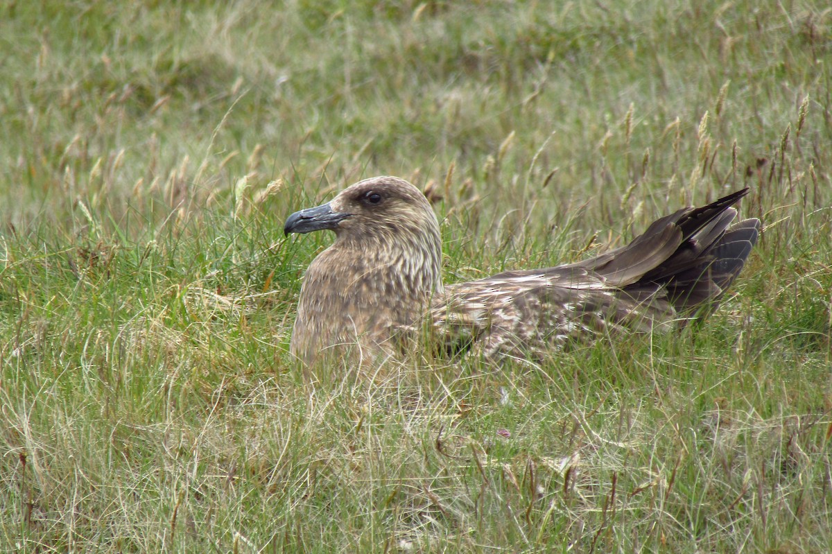 Great Skua - ML620580915