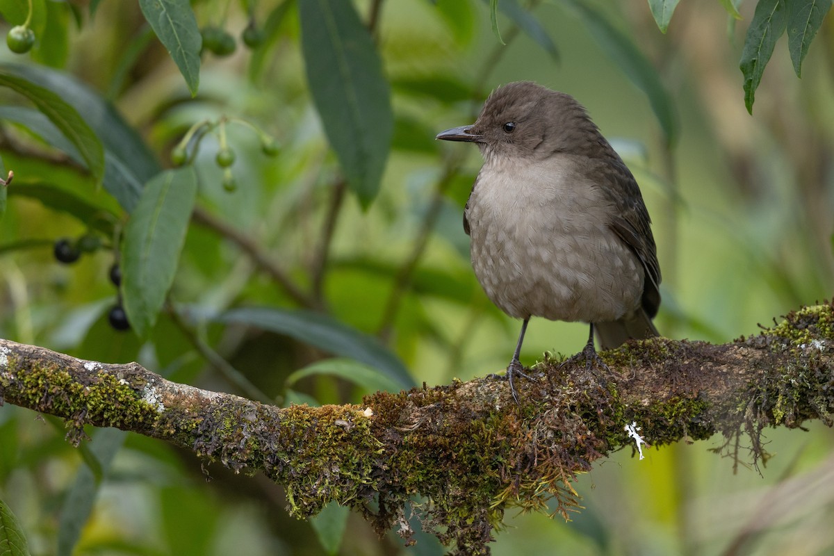 Mountain Thrush - ML620580921