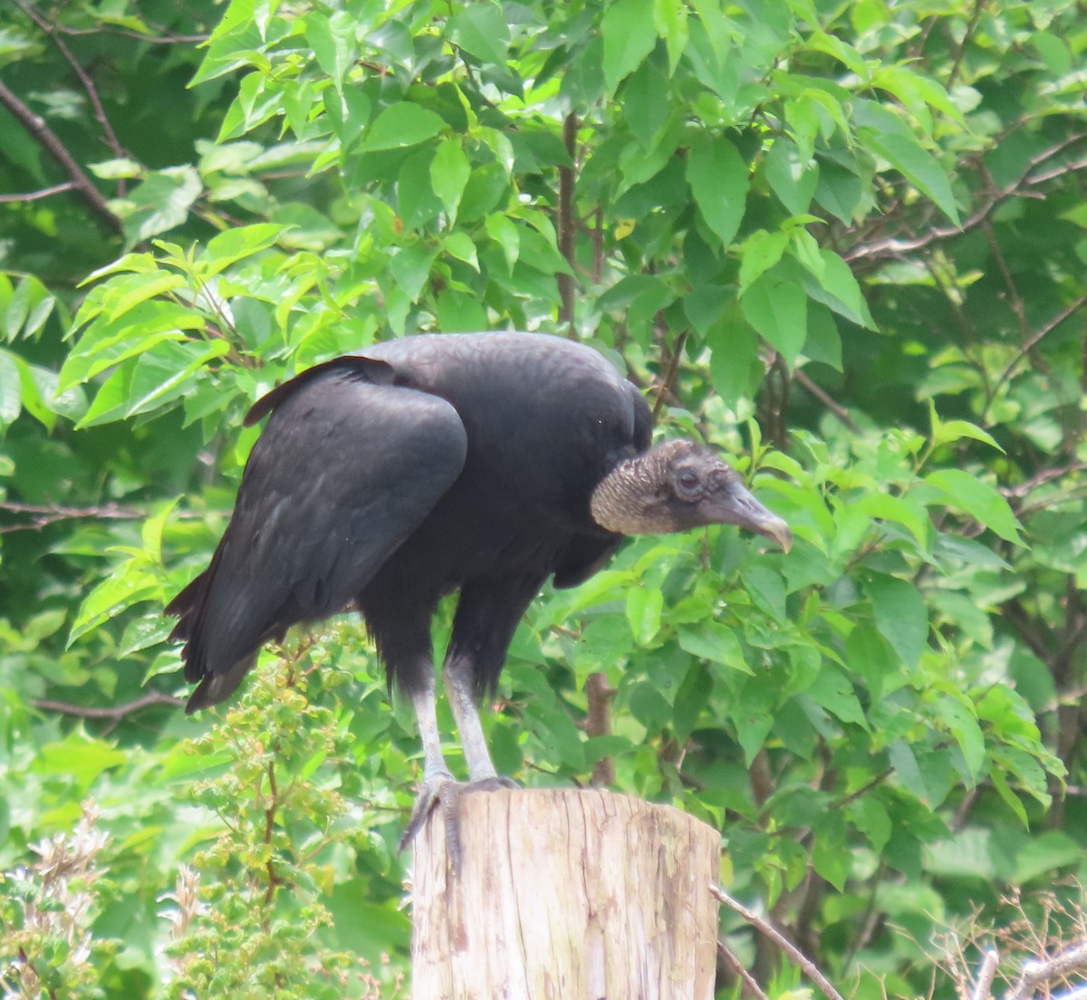 Black Vulture - ML620580927