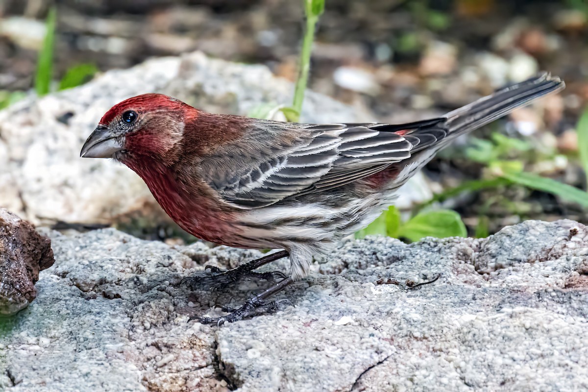 House Finch - Bob Church