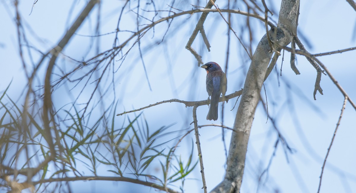 Varied Bunting - ML620580933