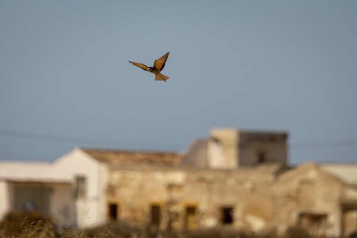 European Bee-eater - ML620580936