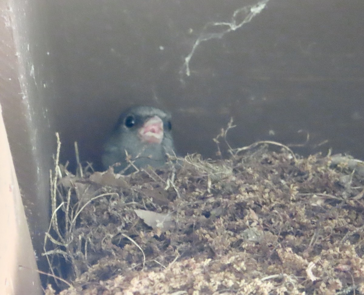 Dark-eyed Junco - ML620580939