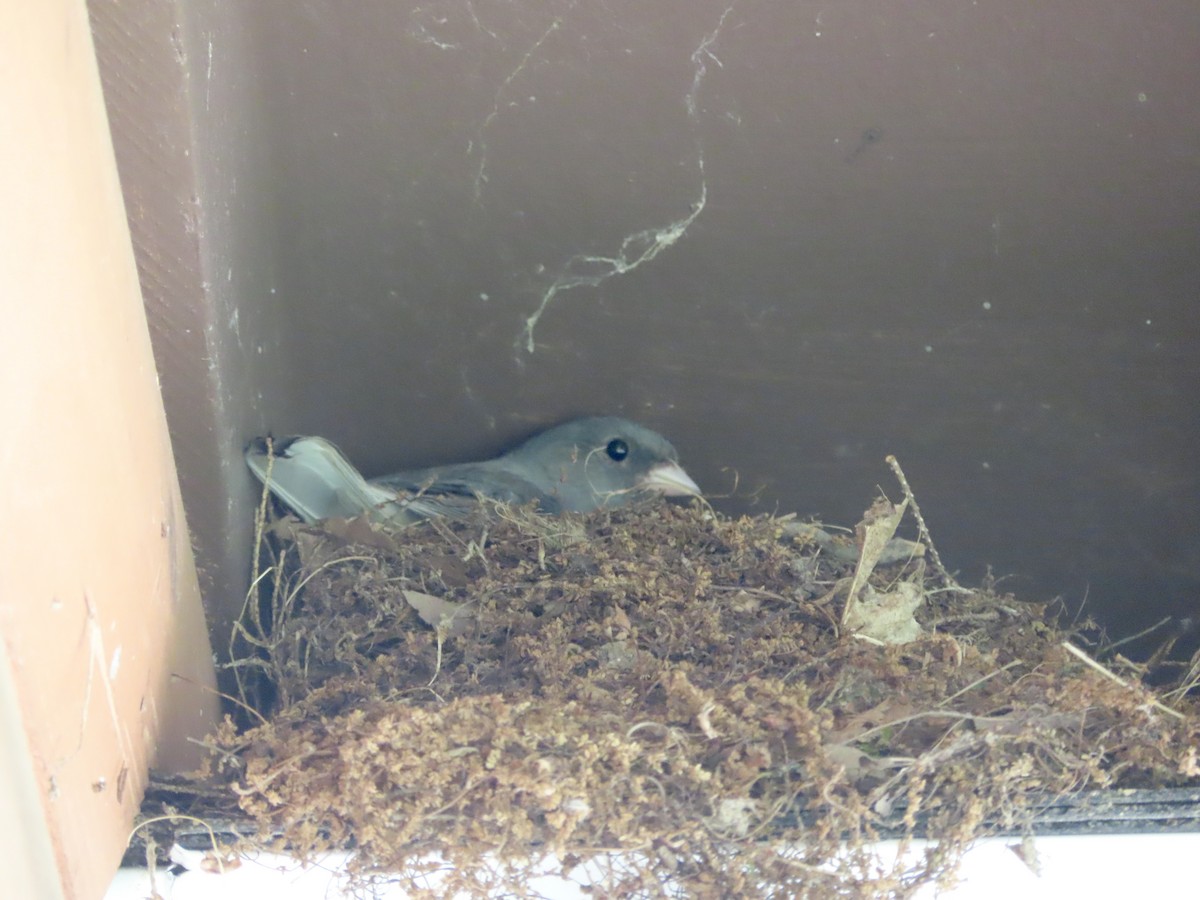 Dark-eyed Junco - ML620580940