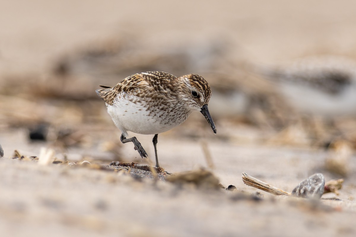 Semipalmated Sandpiper - ML620580951