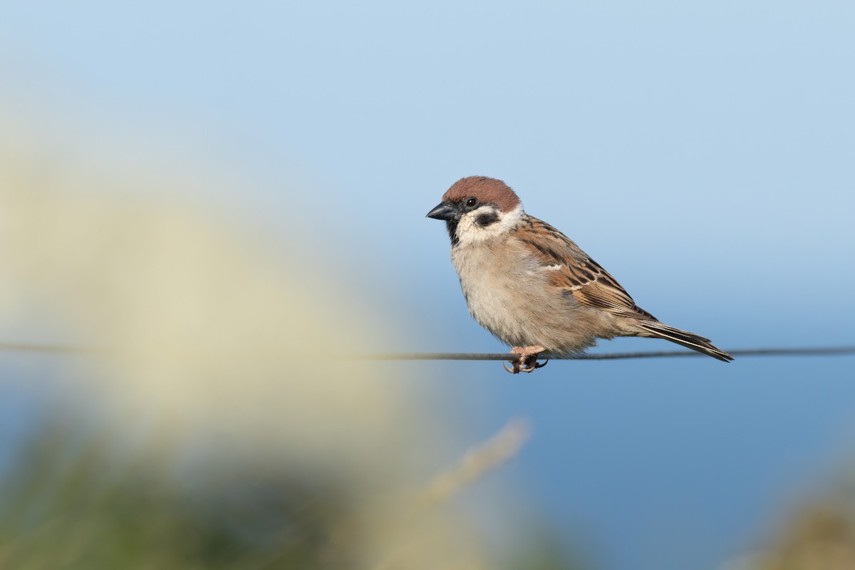 Eurasian Tree Sparrow - ML620580963