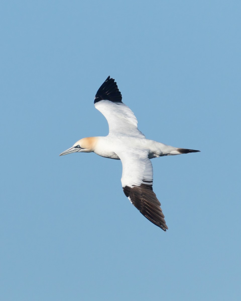 Northern Gannet - ML620580975