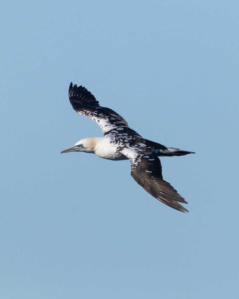 Northern Gannet - ML620580978