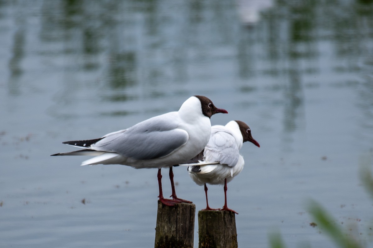 Black-headed Gull - ML620580983