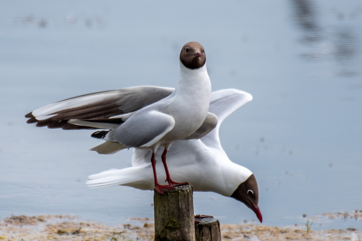 Black-headed Gull - ML620580984