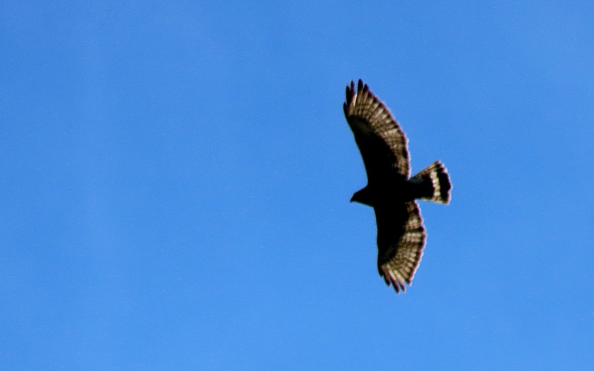 Broad-winged Hawk - ML620580987