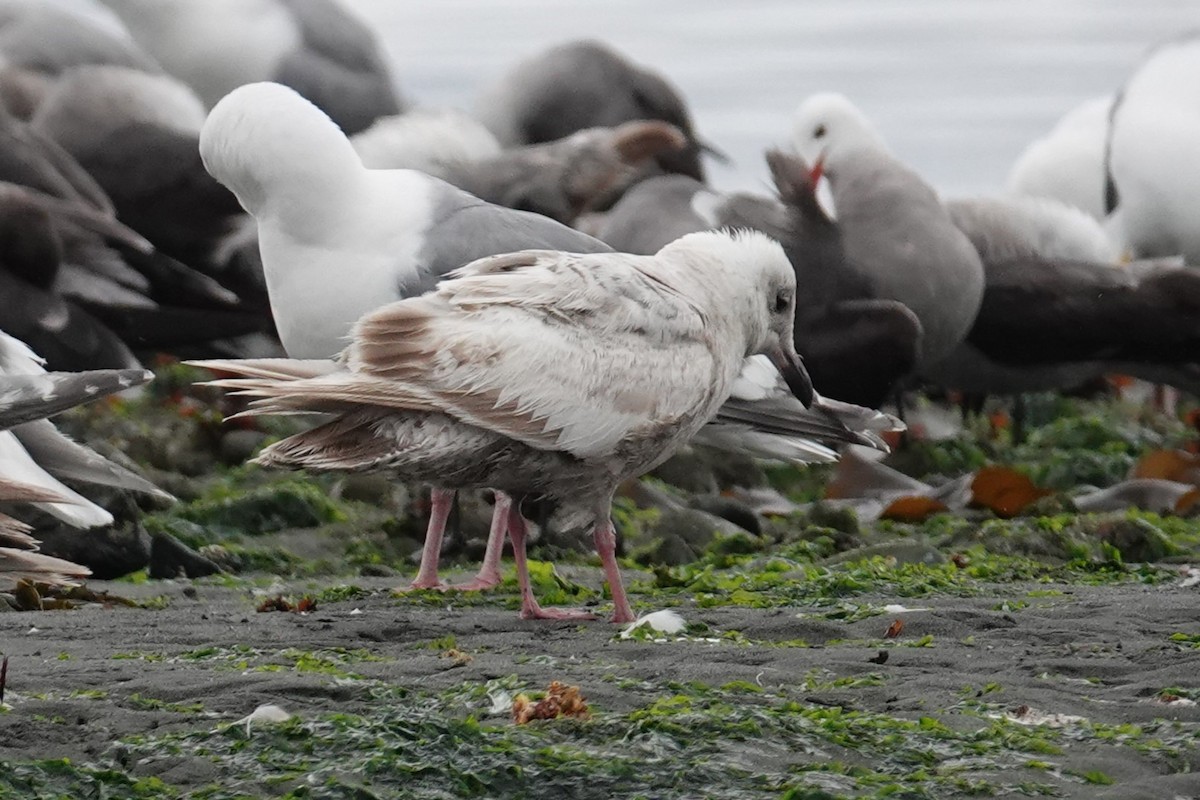 Gaviota (Larus) sp. - ML620580993