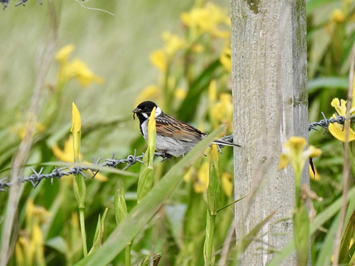 Reed Bunting - Stephen Bailey