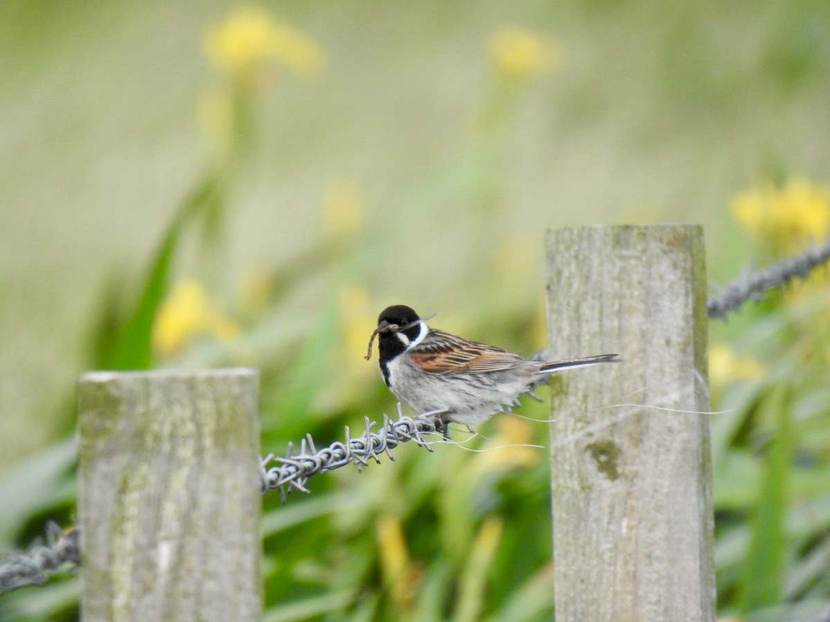 Reed Bunting - ML620581000