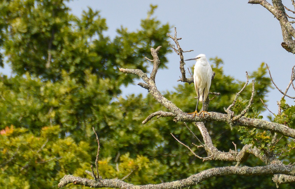 小白鷺 - ML620581006