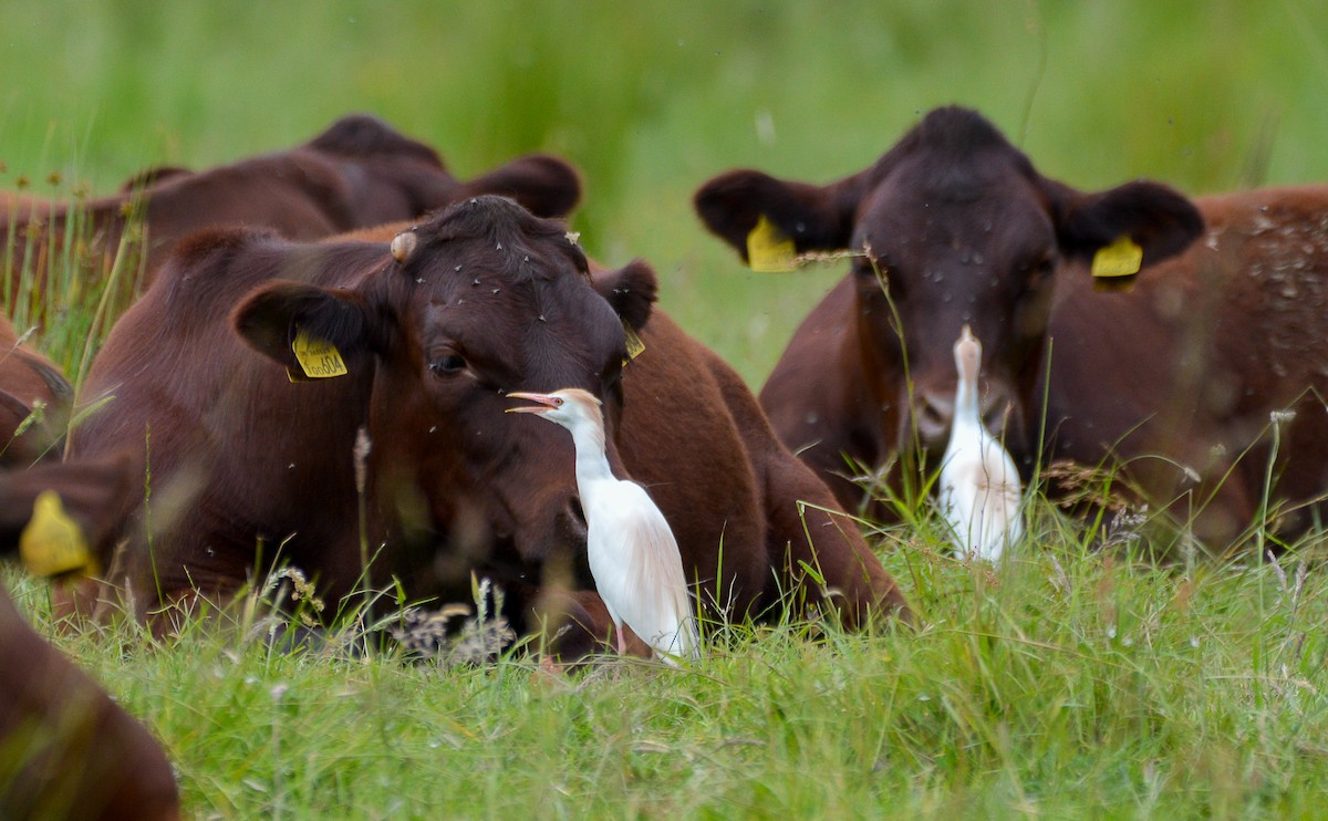 Western Cattle Egret - ML620581008