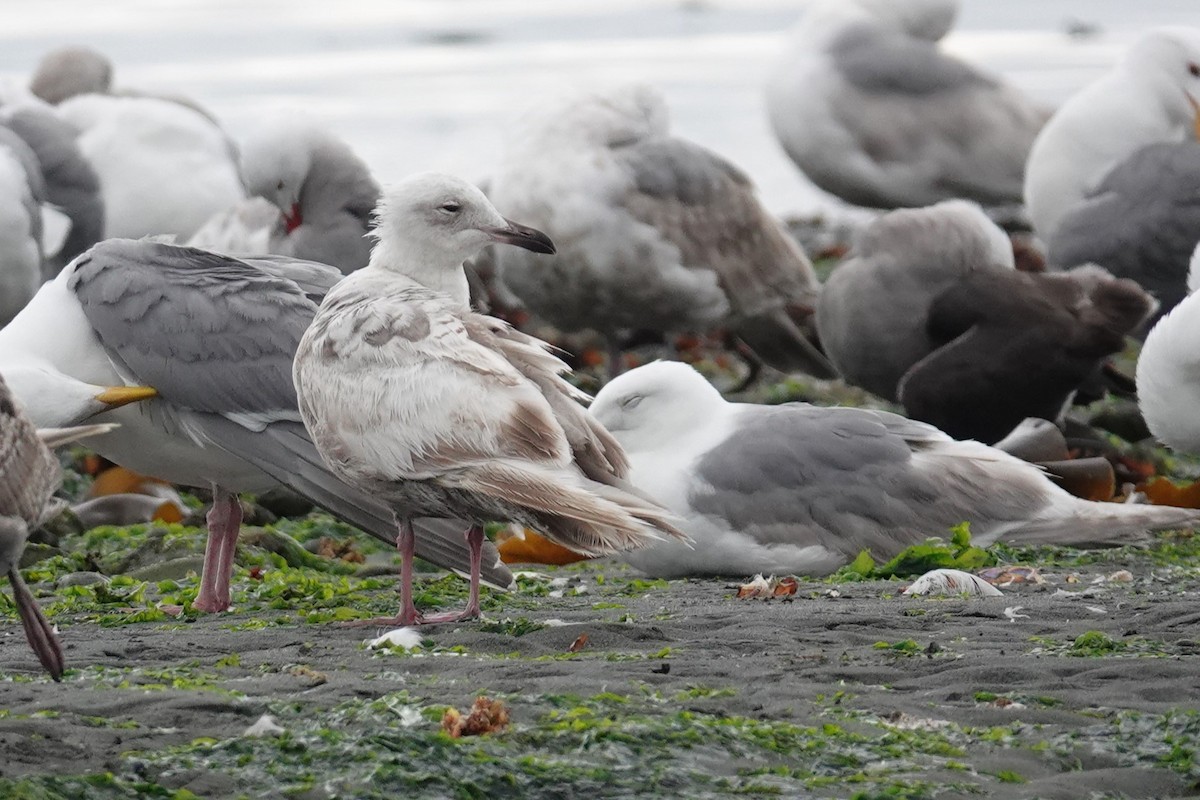 Gaviota Groenlandesa (thayeri) - ML620581020