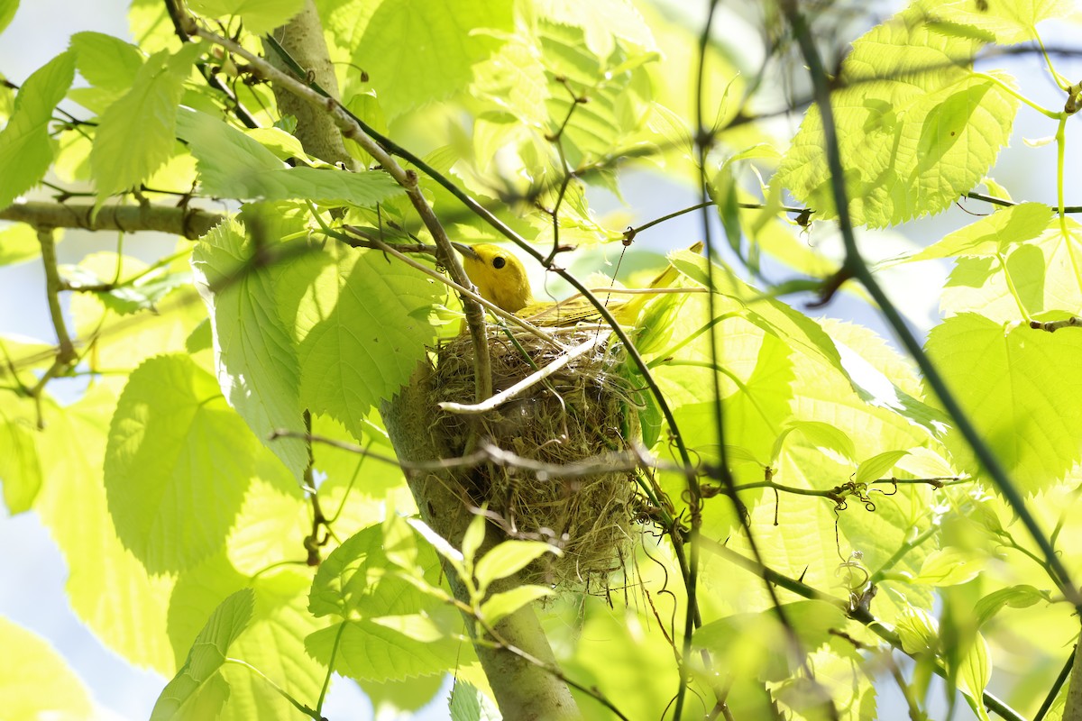 Paruline jaune - ML620581021