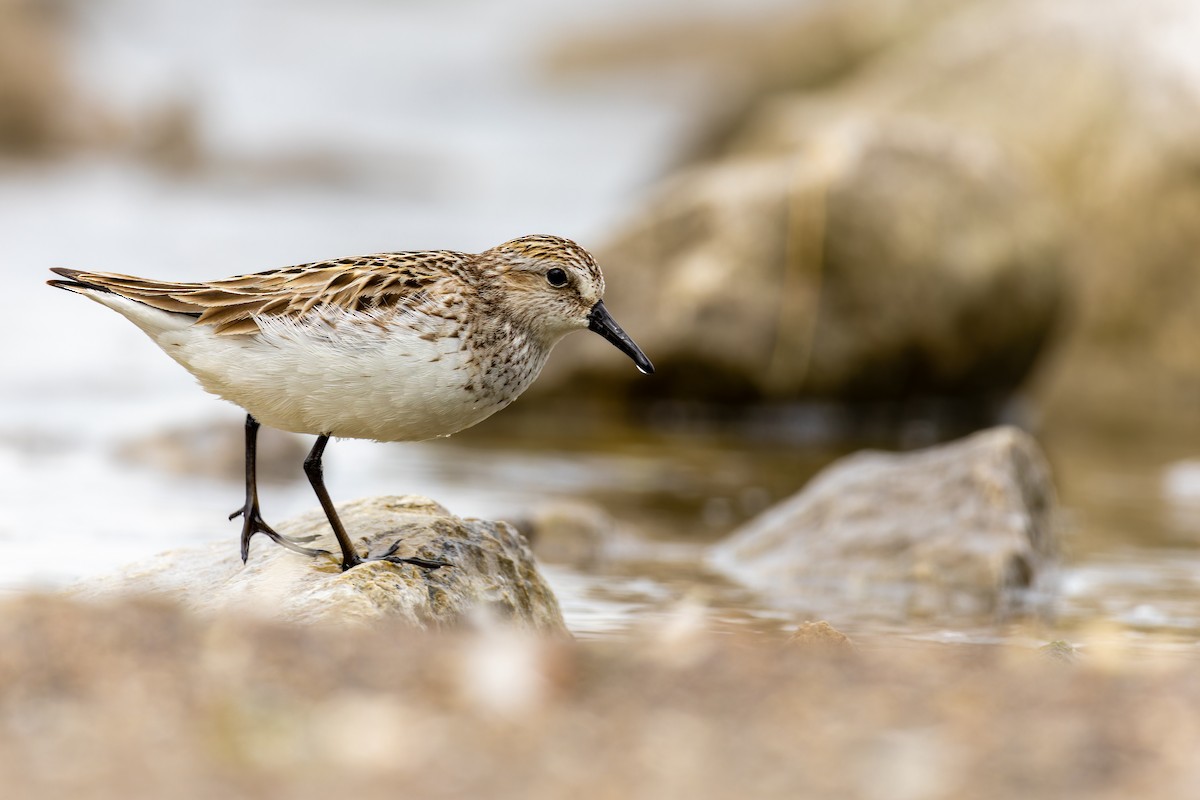 Semipalmated Sandpiper - ML620581023