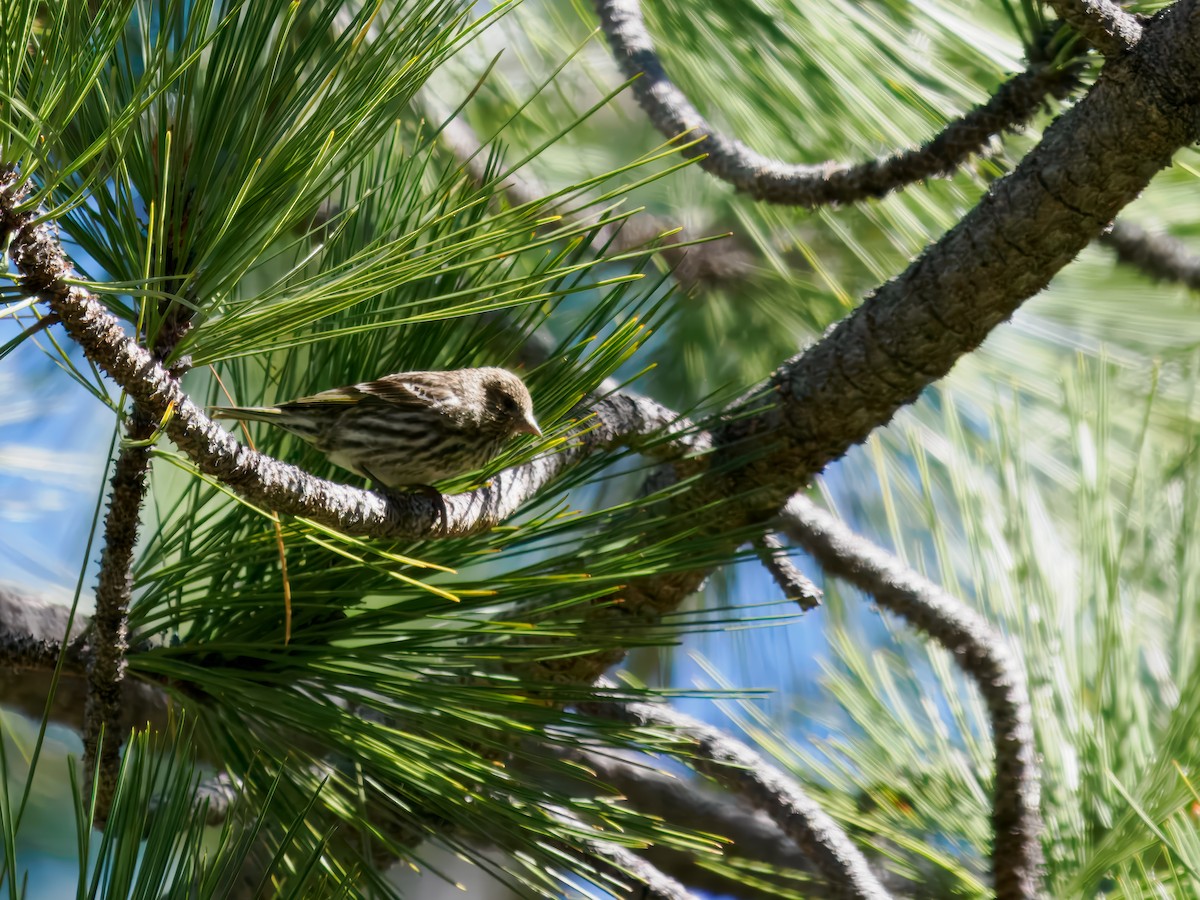 Pine Siskin - ML620581024