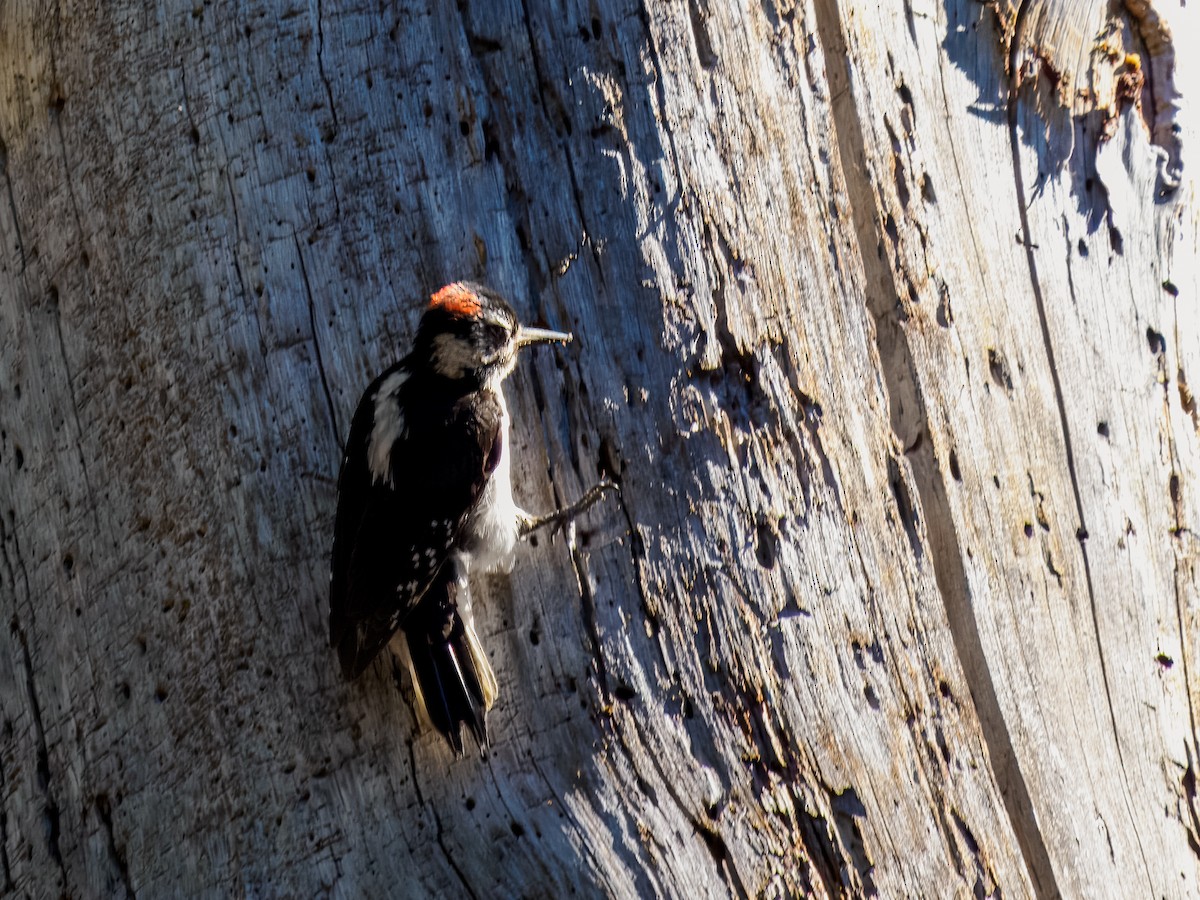 Hairy Woodpecker - ML620581033